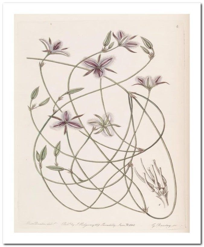 Edward's Botanical Register 8x10 Botanical Art Print 03062501009