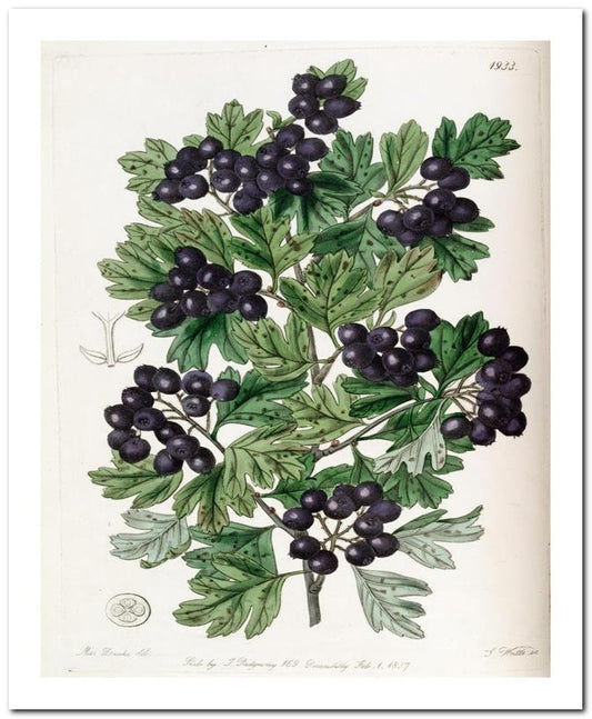 Edward's Botanical Register 8x10 Botanical Art Print 03062501010