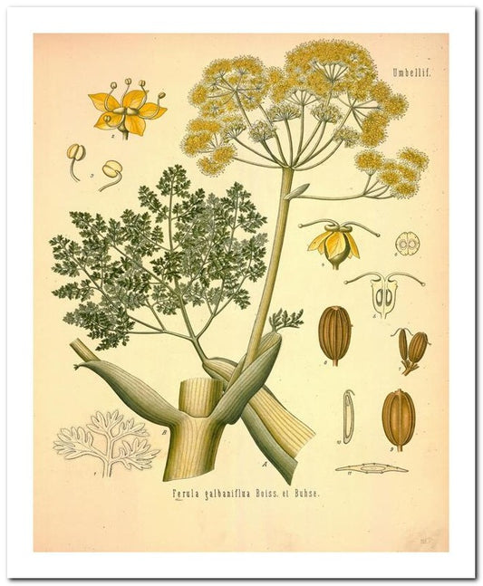 Edward's Botanical Register 8x10 Botanical Art Print 03062501012