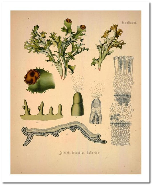Kohler Medizinal Pflanzen 8x10 Botanical Art Print 03062501014