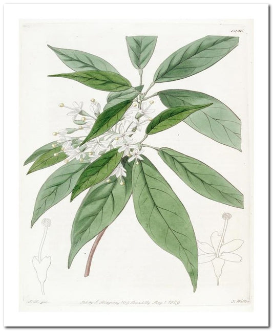 Kohler Medizinal Pflanzen 8x10 Botanical Art Print 03062501015