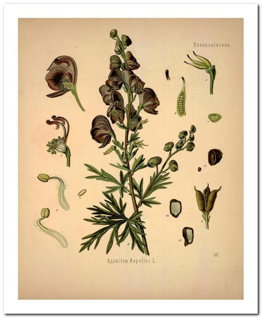 Kohler Medizinal Pflanzen 8x10 Botanical Art Print 03062501020