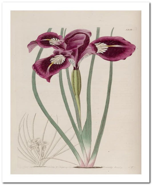 Kohler Medizinal Pflanzen 8x10 Botanical Art Print 03062501021