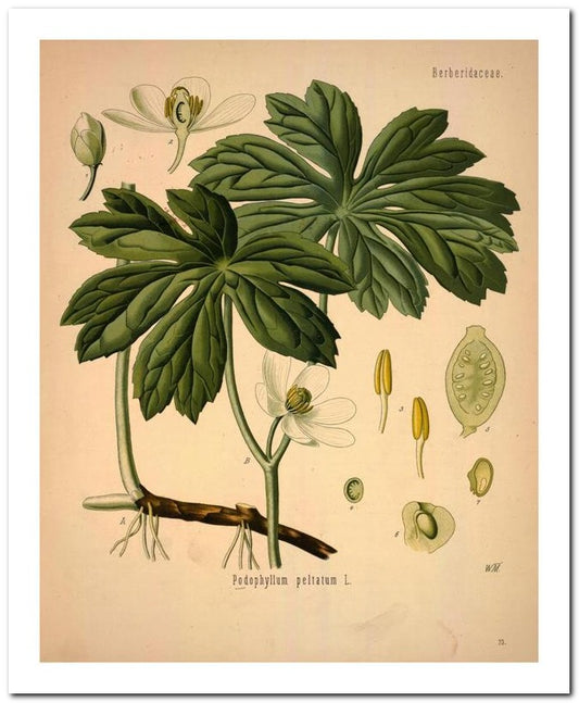 Kohler Medizinal Pflanzen 8x10 Botanical Art Print 03062501026
