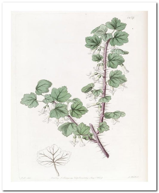 Kohler Medizinal Pflanzen 8x10 Botanical Art Print 03062501027