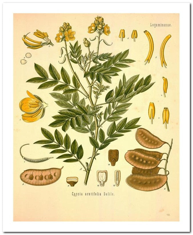 Edward's Botanical Register 8x10 Botanical Art Print 03062501031