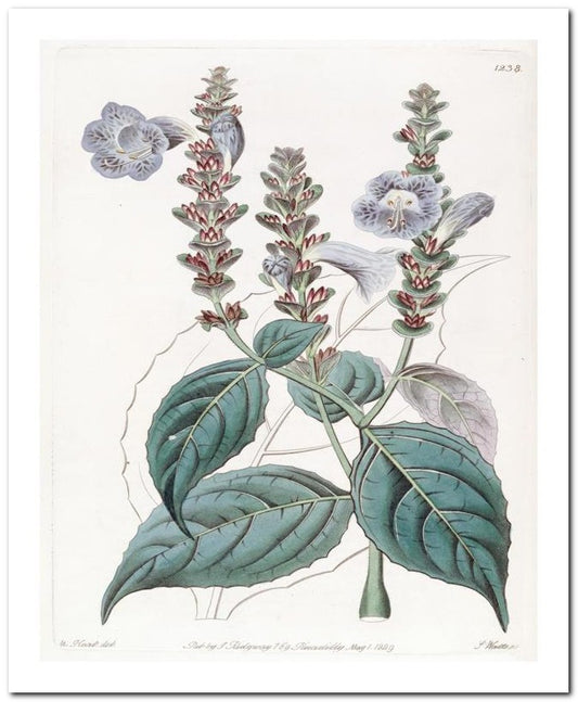 Kohler Medizinal Pflanzen 8x10 Botanical Art Print 03062501033