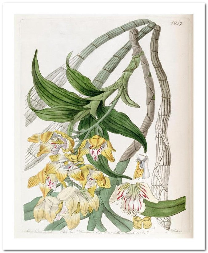 Edward's Botanical Register 8x10 Botanical Art Print 03062501034