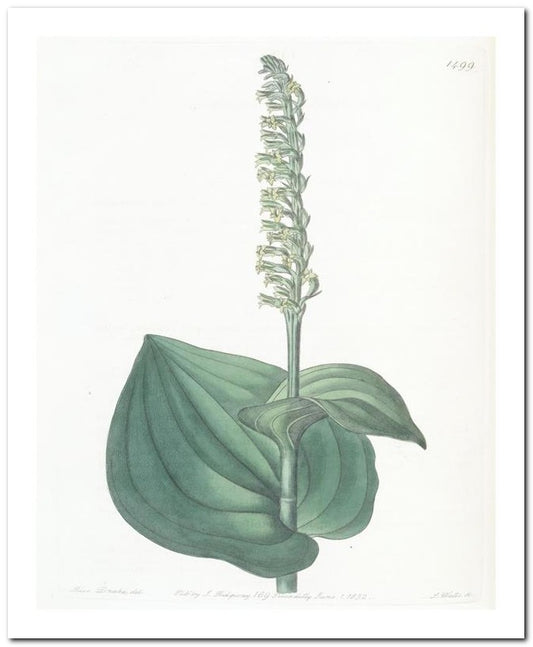 Edward's Botanical Register 8x10 Botanical Art Print 03062501035