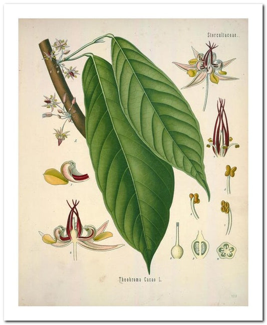 Edward's Botanical Register 8x10 Botanical Art Print 03062501037