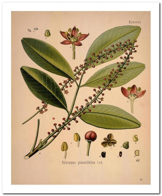Kohler Medizinal Pflanzen 8x10 Botanical Art Print 03062501038