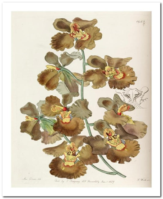 Edward's Botanical Register 8x10 Botanical Art Print 03062501040