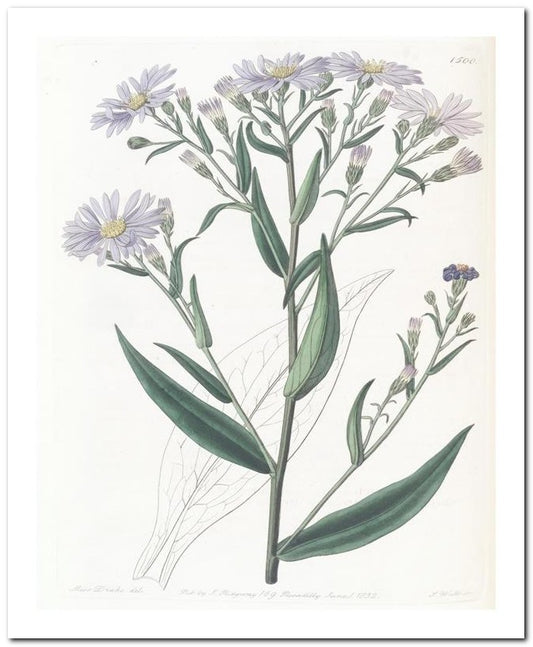 Edward's Botanical Register 8x10 Botanical Art Print 03062501041