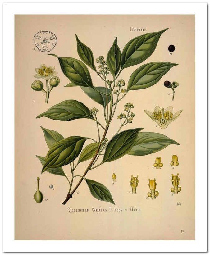 Edward's Botanical Register 8x10 Botanical Art Print 03062501042