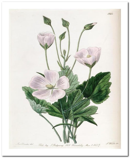 Kohler Medizinal Pflanzen 8x10 Botanical Art Print 03062501045