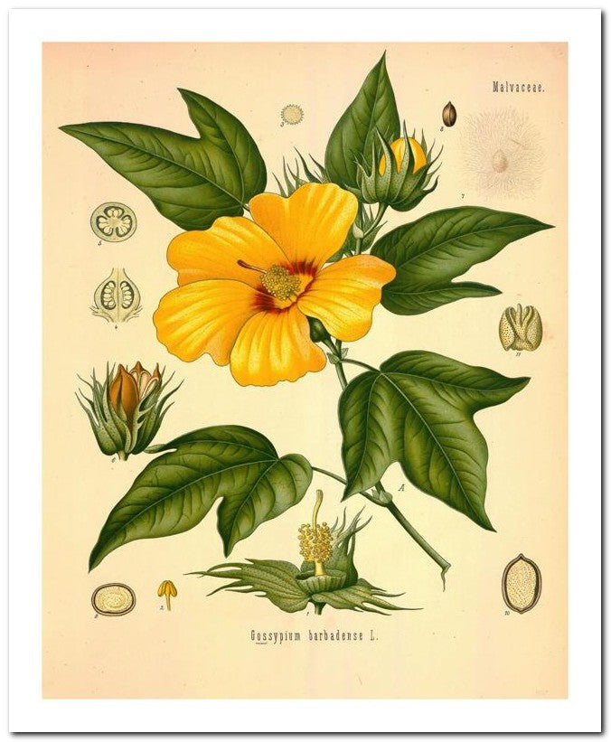 Edward's Botanical Register 8x10 Botanical Art Print 03062501049