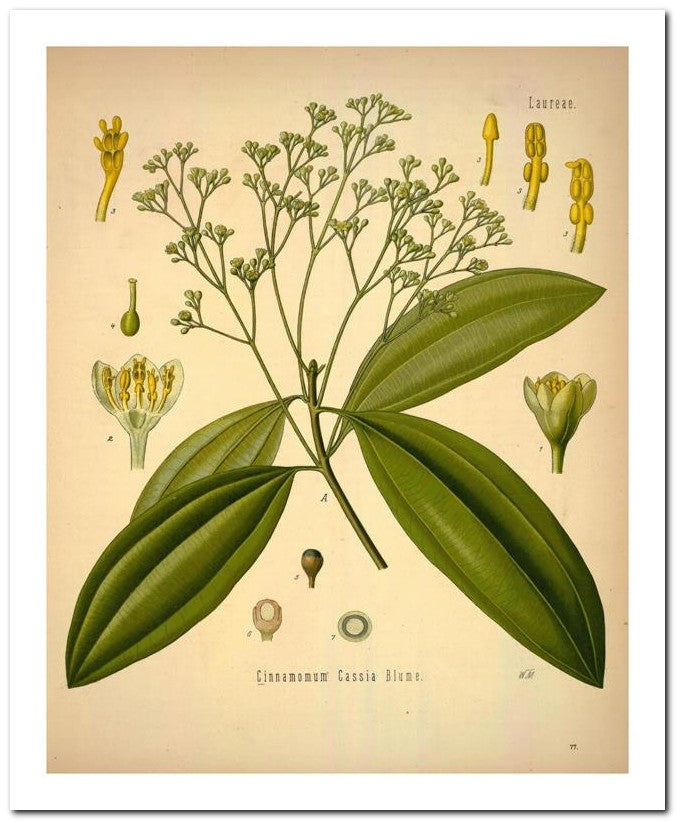 Kohler Medizinal Pflanzen 8x10 Botanical Art Print 03062501050