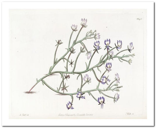 Kohler Medizinal Pflanzen 8x10 Botanical Art Print 03062501051