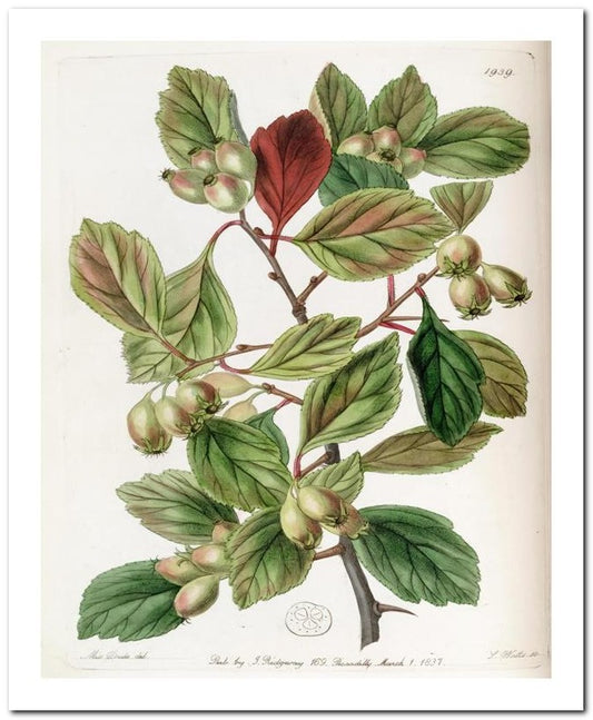 Edward's Botanical Register 8x10 Botanical Art Print 03062501052