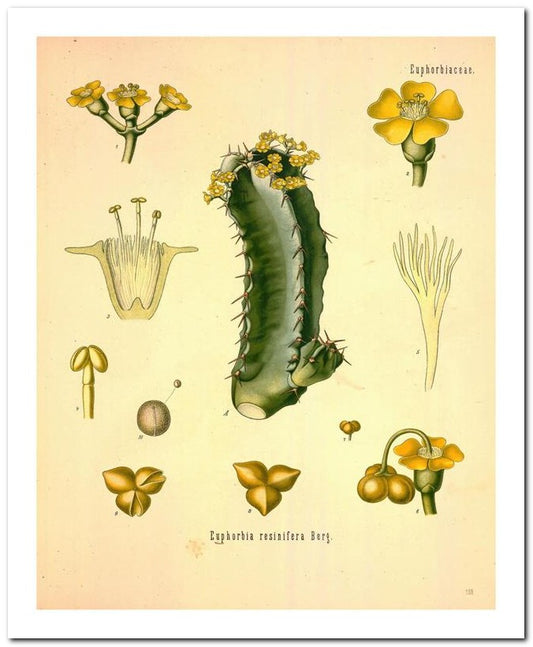 Edward's Botanical Register 8x10 Botanical Art Print 03062501055
