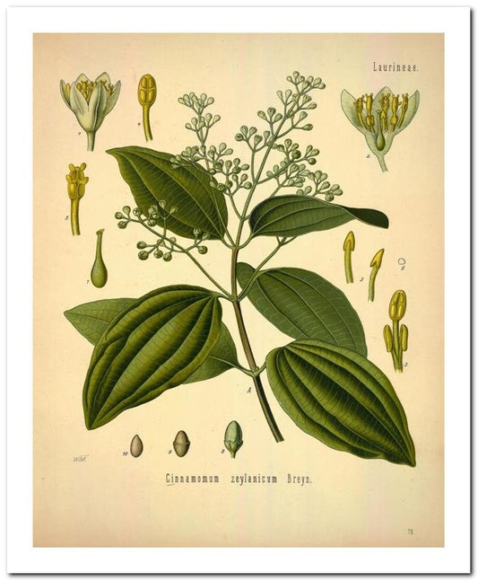 Kohler Medizinal Pflanzen 8x10 Botanical Art Print 03062501056