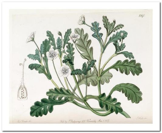 Kohler Medizinal Pflanzen 8x10 Botanical Art Print 03062501057