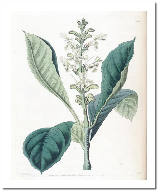Edward's Botanical Register 8x10 Botanical Art Print 03062501059