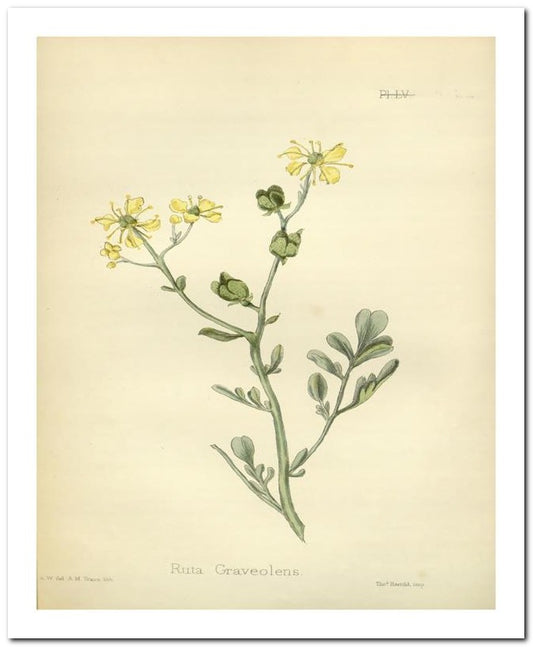Edward's Botanical Register 8x10 Botanical Art Print 03062501061