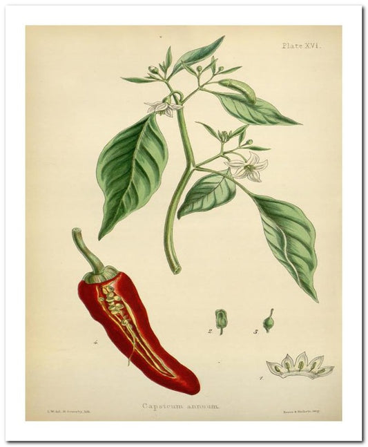 The Flora Homoeopathica 8x10 Botanical Art Print 03062501062