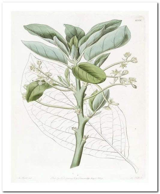 Kohler Medizinal Pflanzen 8x10 Botanical Art Print 03062501065