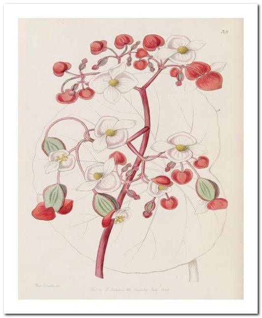 Edward's Botanical Register 8x10 Botanical Art Print 03062501066