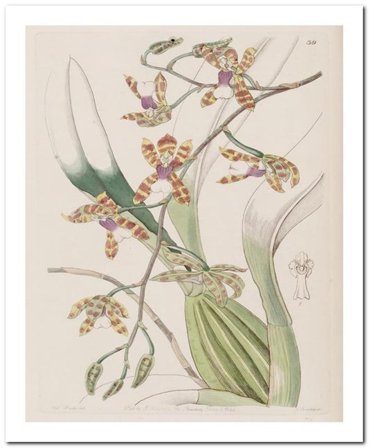 Edward's Botanical Register 8x10 Botanical Art Print 03062501067