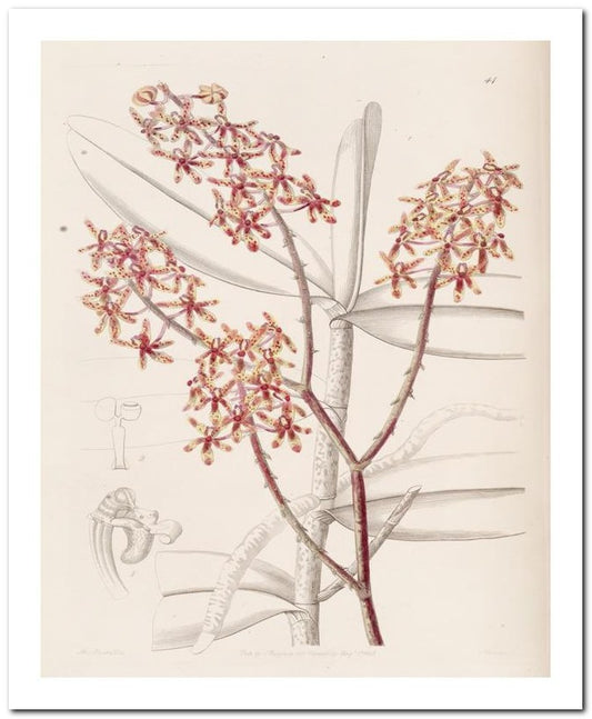 Edward's Botanical Register 8x10 Botanical Art Print 03062501068