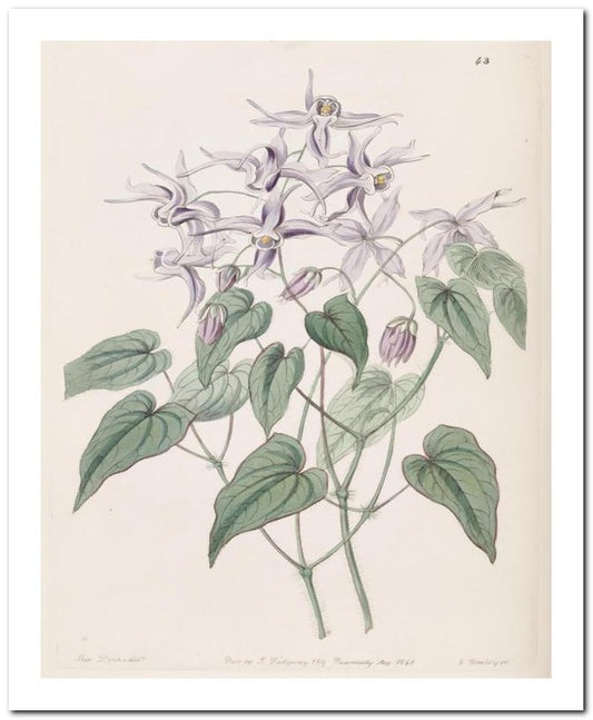 Edward's Botanical Register 8x10 Botanical Art Print 03062501071