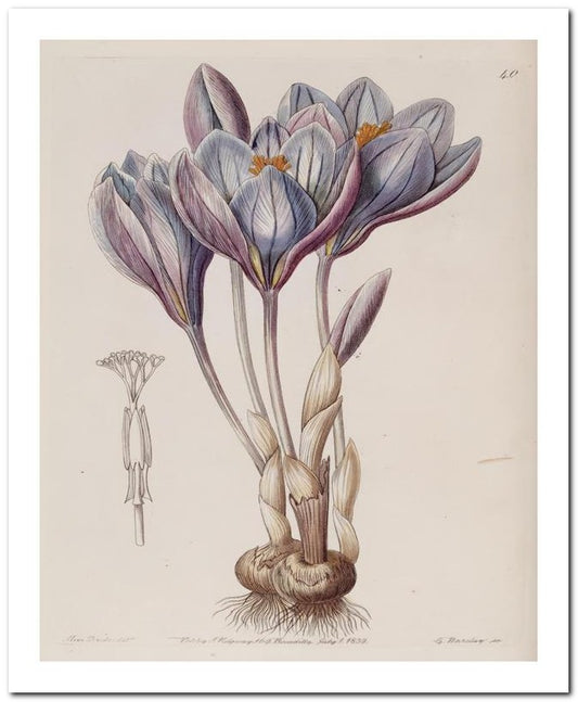 Edward's Botanical Register 8x10 Botanical Art Print 03062501072