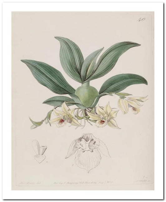 Edward's Botanical Register 8x10 Botanical Art Print 03062501073
