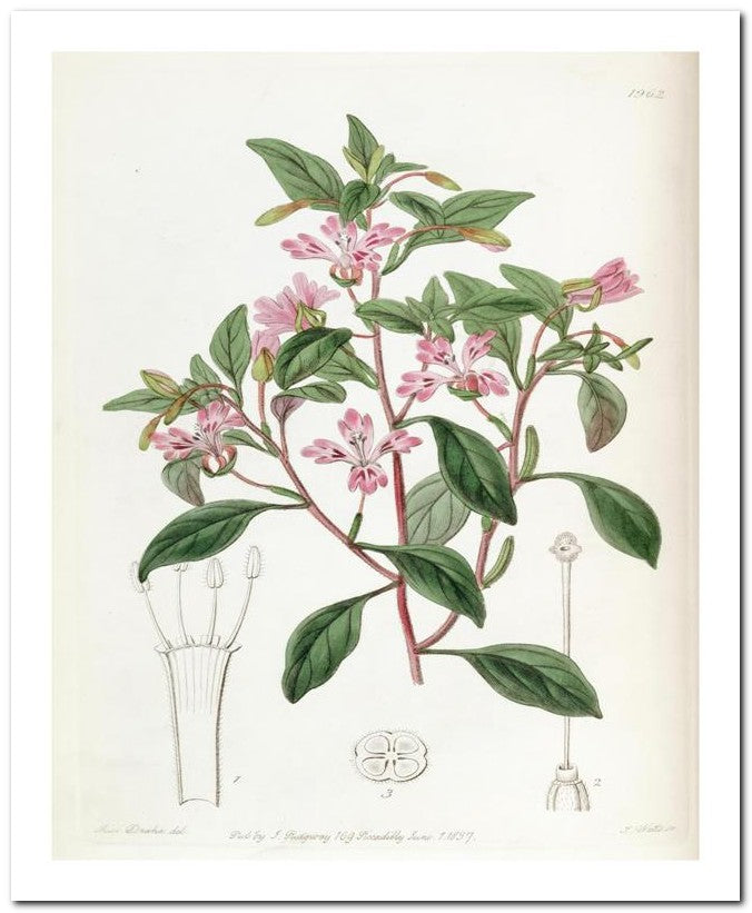 Edward's Botanical Register 8x10 Botanical Art Print 03062501074
