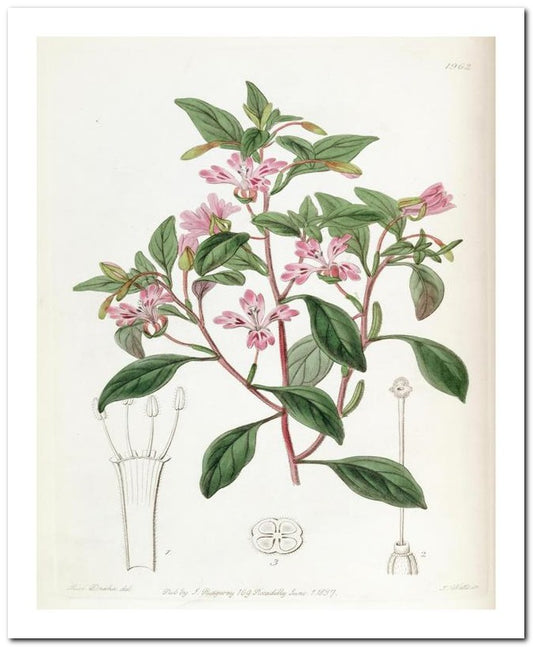 Edward's Botanical Register 8x10 Botanical Art Print 03062501074