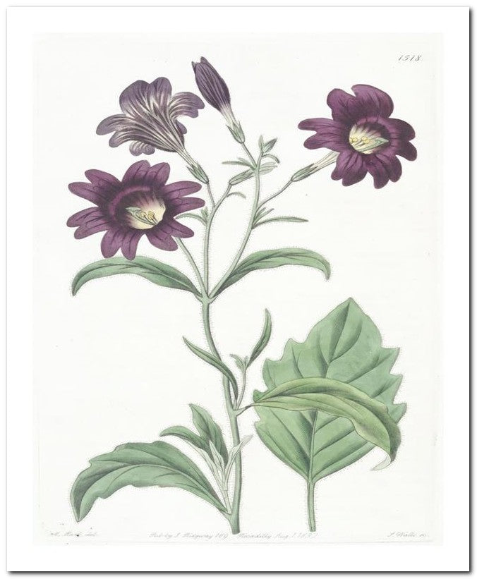 Edward's Botanical Register 8x10 Botanical Art Print 03062501075