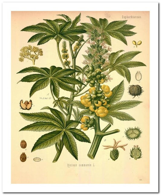 Edward's Botanical Register 8x10 Botanical Art Print 03062501076