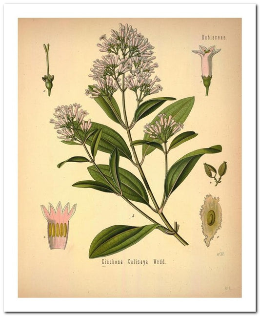 Kohler Medizinal Pflanzen 8x10 Botanical Art Print 03062501078