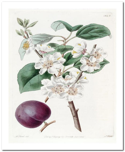 Kohler Medizinal Pflanzen 8x10 Botanical Art Print 03062501079