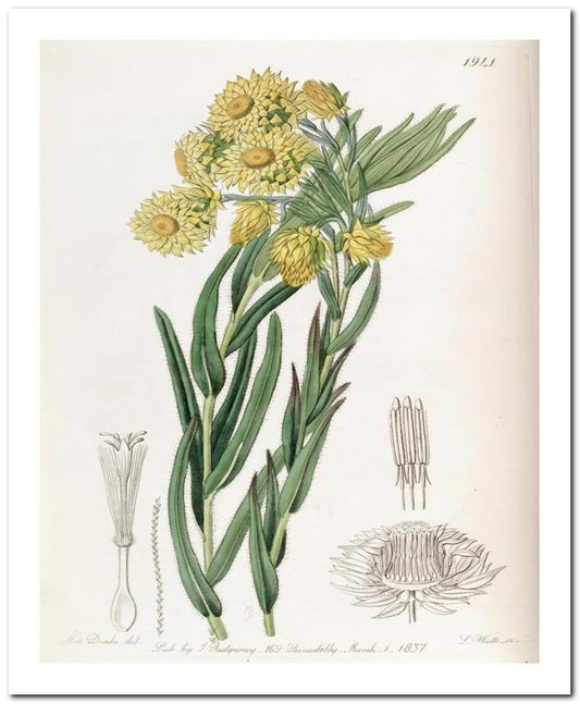 Edward's Botanical Register 8x10 Botanical Art Print 03062501080