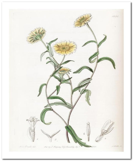 Edward's Botanical Register 8x10 Botanical Art Print 03062501081