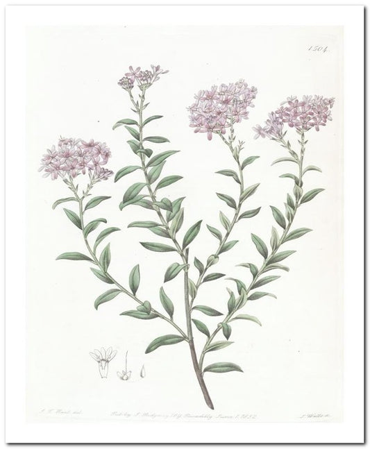 Edward's Botanical Register 8x10 Botanical Art Print 03062501082