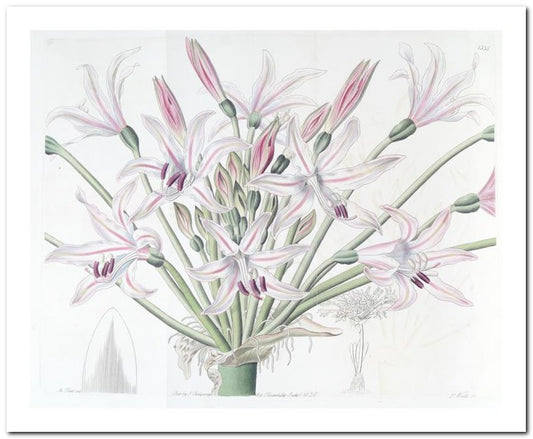 Edward's Botanical Register 8x10 Botanical Art Print 03062501083