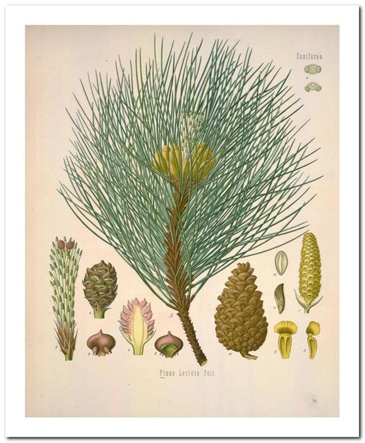 Edward's Botanical Register 8x10 Botanical Art Print 03062501084