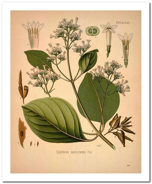 Kohler Medizinal Pflanzen 8x10 Botanical Art Print 03062501085