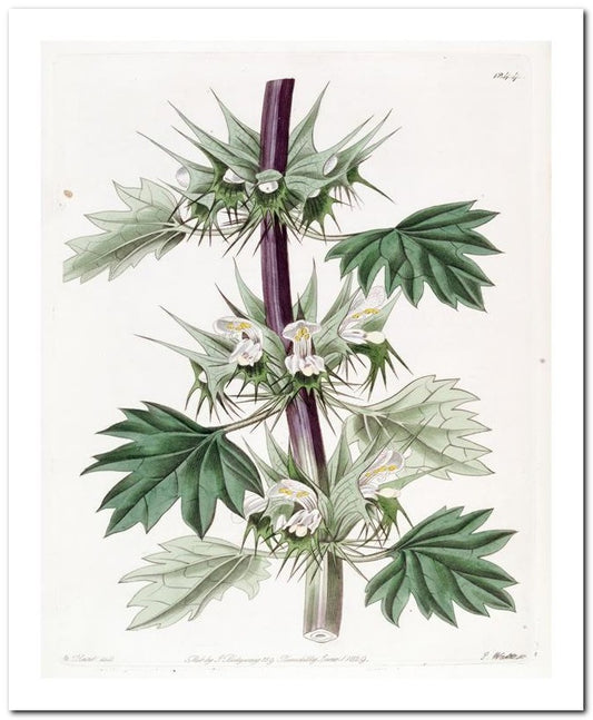 Kohler Medizinal Pflanzen 8x10 Botanical Art Print 03062501086