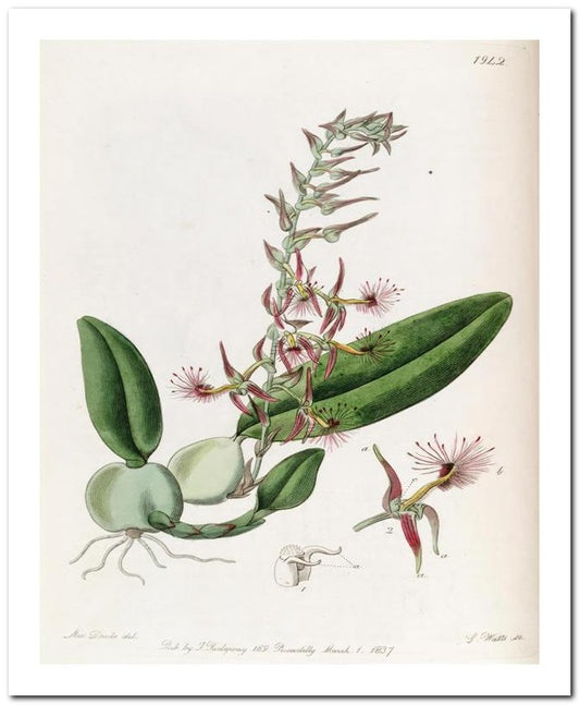 Edward's Botanical Register 8x10 Botanical Art Print 03062501087